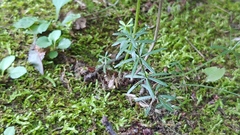 Galium concinnum