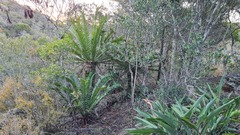 Encephalartos altensteinii