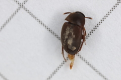 Sciodrepoides