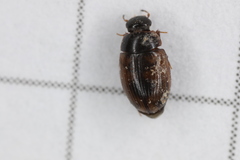 Cercyon unipunctatus