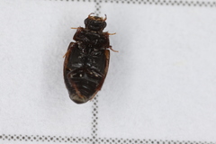 Cercyon unipunctatus