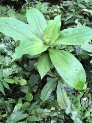 Habenaria pantlingiana