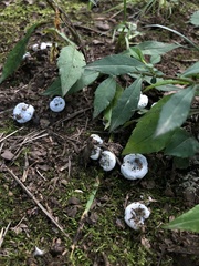 Lactarius indigo diminutivus