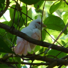 Cardinalis cardinalis