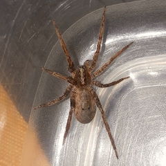 Centroctenus brevipes