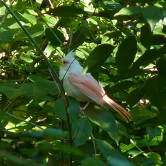 Cardinalis cardinalis