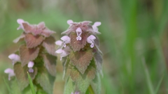 Lamium purpureum
