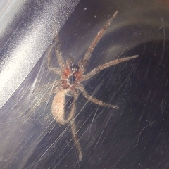 Centroctenus brevipes