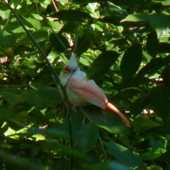 Cardinalis cardinalis