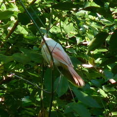 Cardinalis cardinalis