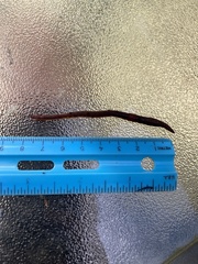 Lumbricus rubellus