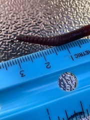 Lumbricus rubellus