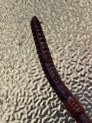 Lumbricus rubellus