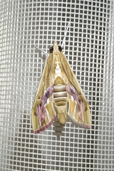 Agathodes ostentalis