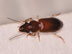 Pogonodaptus mexicanus