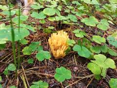 Ramaria tsugina