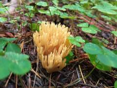 Ramaria tsugina