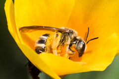 Halictus farinosus