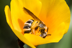 Halictus farinosus