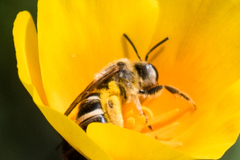 Halictus farinosus