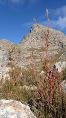 Leucadendron loeriense