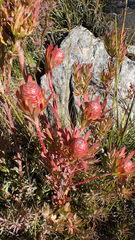 Leucadendron loeriense