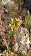 Leucadendron loeriense