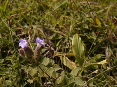 Strobilanthes sessilis