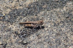 Oedaleus abruptus