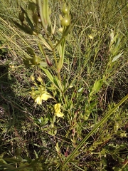 Lysimachia quadriflora