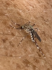 Aedes canadensis canadensis