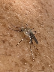 Aedes canadensis canadensis