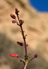 Penstemon utahensis