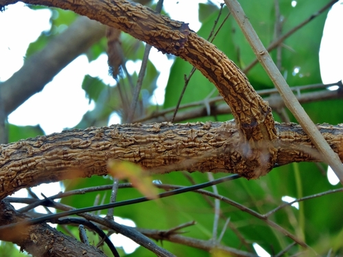 Mondia whitei image