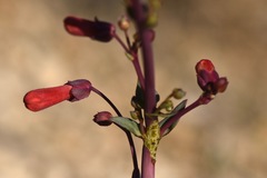 Penstemon utahensis