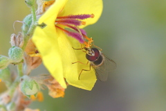 Scaeva mecogramma