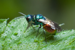 Pseudomalus auratus