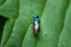 Pseudomalus auratus