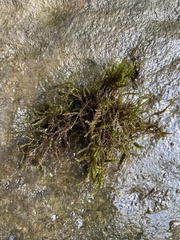 Hygrohypnum