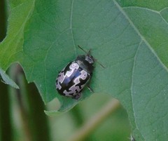 Calligrapha intermedia