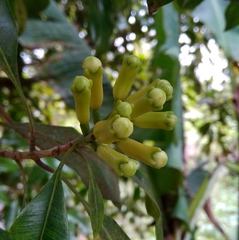 Syzygium aromaticum