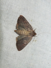 Protolampra sobrina