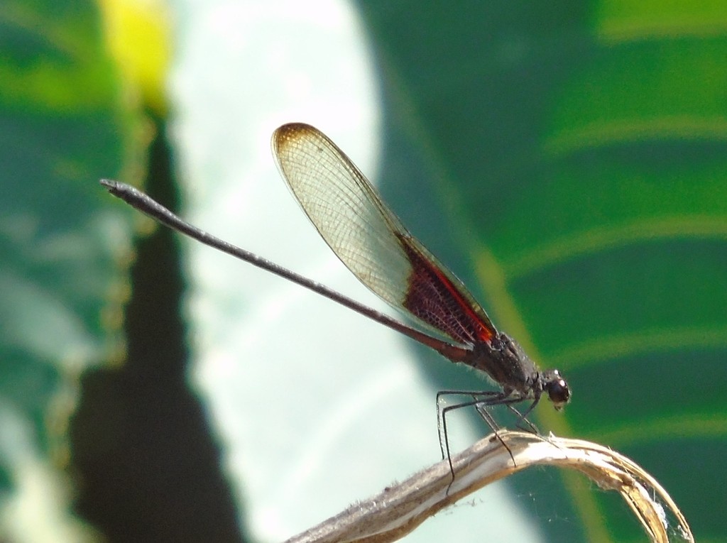 Smoky Rubyspot