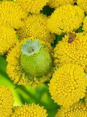 Rhopalomyia tanaceticola