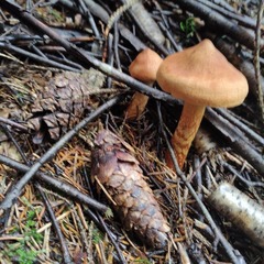 Cortinarius rubellus