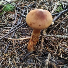 Cortinarius rubellus