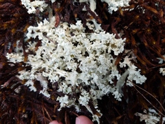 Cladonia caroliniana