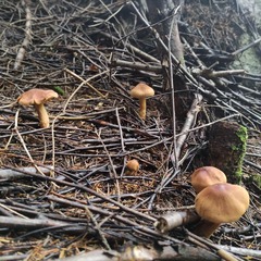 Cortinarius rubellus