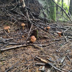 Cortinarius rubellus