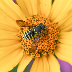 Paranthidium jugatorium